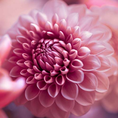  عجول بود وقتی گفتم بکنه صبر شاید فکر کرده حاجیت اونو بکنه دک